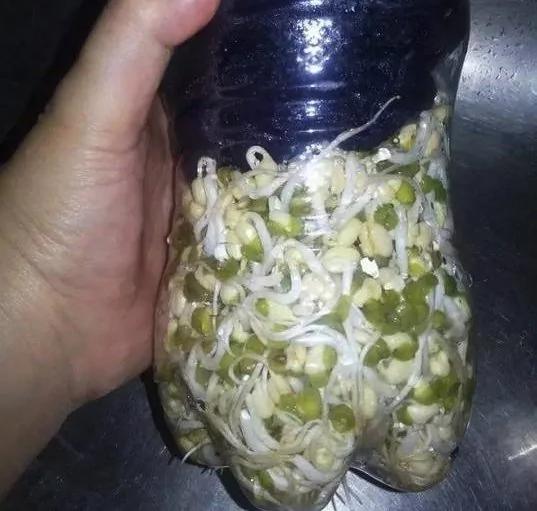旧可乐瓶种美味豆芽 真简单 试试吧