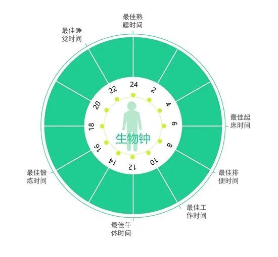 人体生物钟探秘:你的健康时钟对准了吗?