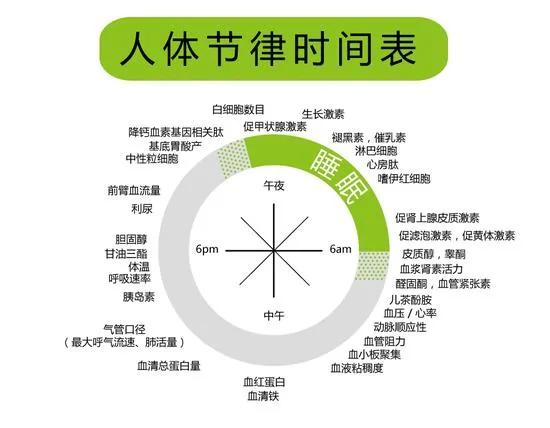 人体生物钟探秘:你的健康时钟对准了吗?