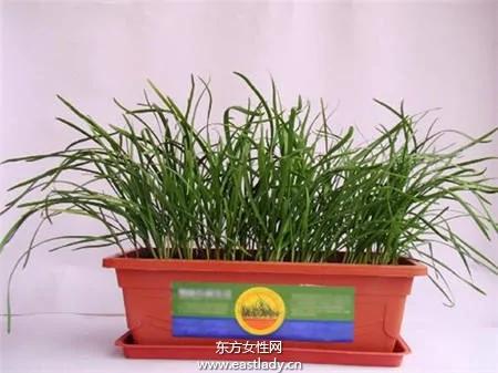 利用阳台种出放心菜 好吃看得见