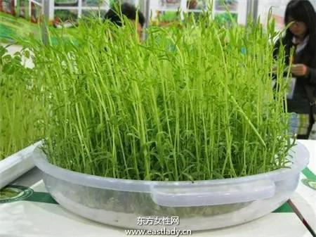 利用阳台种出放心菜 好吃看得见