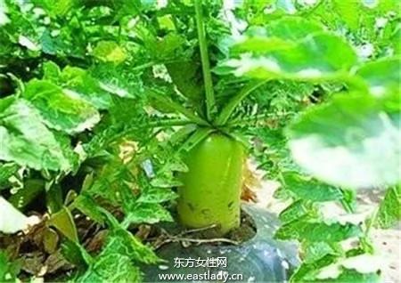 利用阳台种出放心菜 好吃看得见
