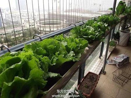 利用阳台种出放心菜 好吃看得见