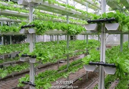 利用阳台种出放心菜 好吃看得见