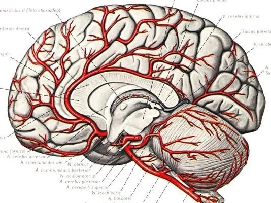 人类大脑少为人知的6个奇特事实
