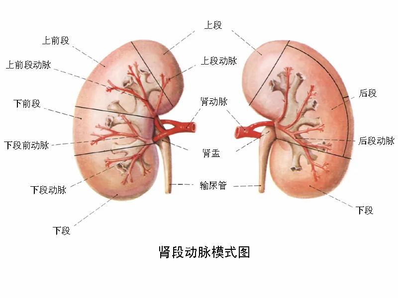 原来洗肾前会有这12种警讯 快看看吧!