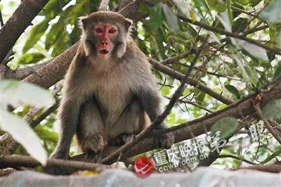瘦猴下山捣蛋无人管 拔光鸡毛欺负狗