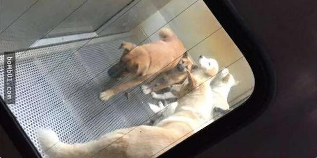 日本女议员秘密拍下流浪狗安乐死全过程