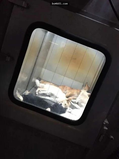 日本女议员秘密拍下流浪狗安乐死全过程
