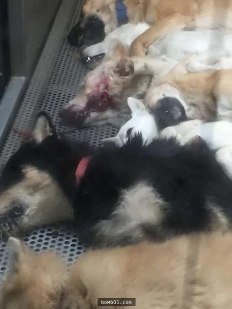 日本女议员秘密拍下流浪狗安乐死全过程