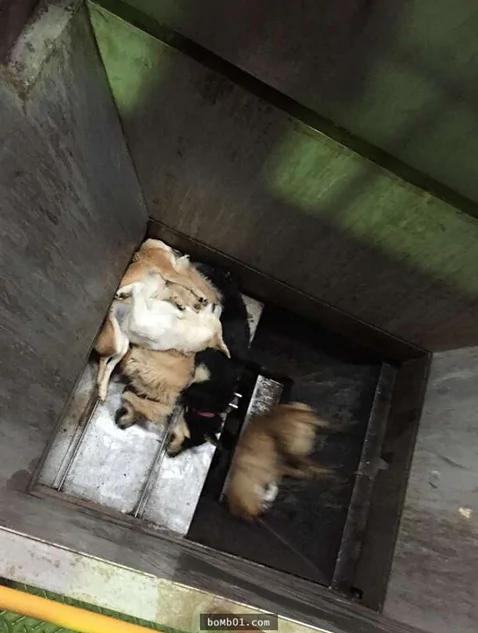 日本女议员秘密拍下流浪狗安乐死全过程