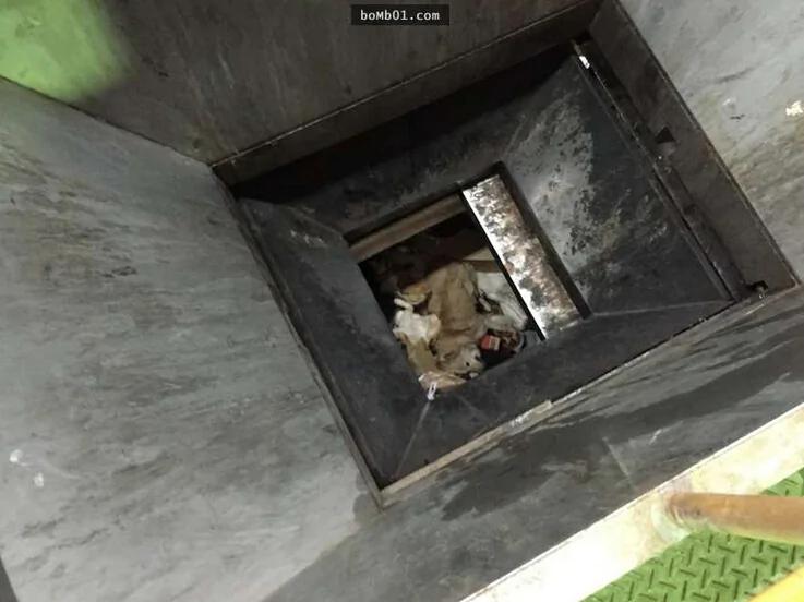 日本女议员秘密拍下流浪狗安乐死全过程