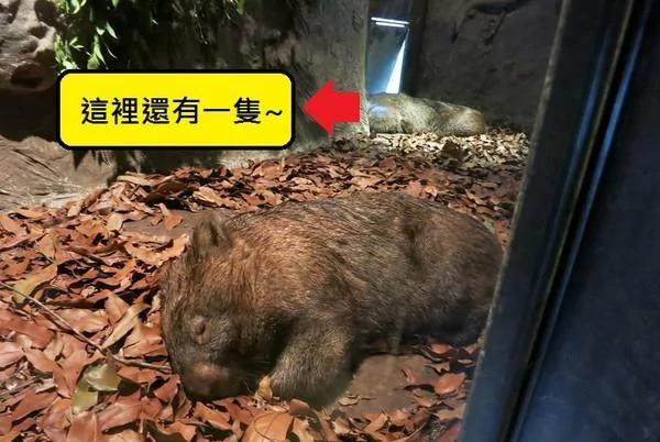 澳洲特有动物有多种,只认识袋鼠就太少了