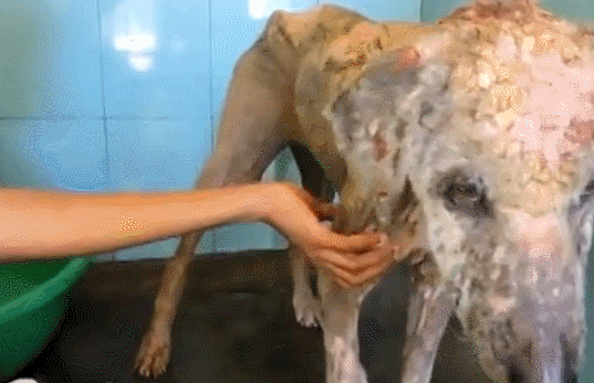 流浪狗被救助六周後,奇蹟般的變化讓人落淚…