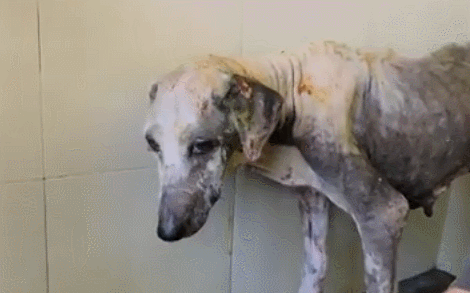 流浪狗被救助六周後,奇蹟般的變化讓人落淚…
