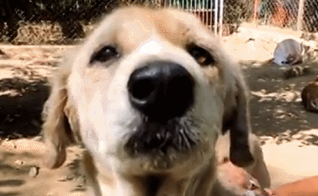 流浪狗被救助六周后,奇迹般的变化让人落泪…