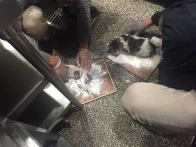 用黏鼠板捉老鼠却抓到小猫，除虫公司一招让牠们脱困!