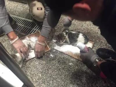 用黏鼠板捉老鼠却抓到小猫,除虫公司一招让牠们脱困!