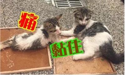 用黏鼠板捉老鼠却抓到小猫，除虫公司一招让牠们脱困!