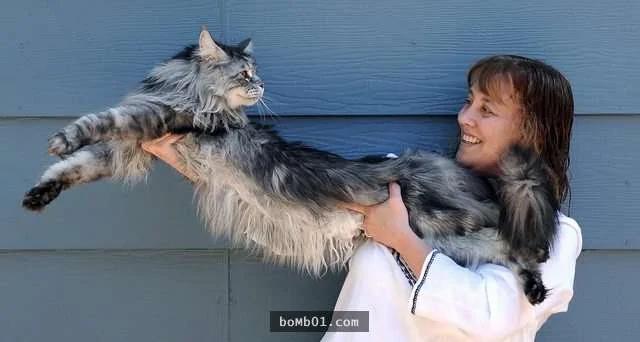 体型大到连主人都差点怀疑"是不是养了老虎"的大猫