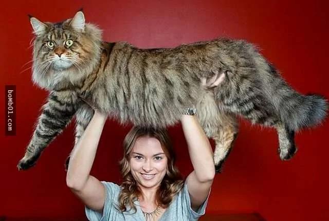 体型大到连主人都差点怀疑"是不是养了老虎"的大猫