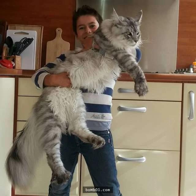 体型大到连主人都差点怀疑"是不是养了老虎"的大猫
