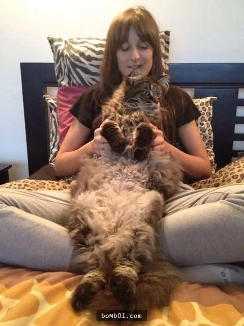 体型大到连主人都差点怀疑"是不是养了老虎"的大猫