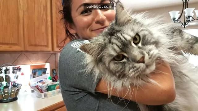 体型大到连主人都差点怀疑"是不是养了老虎"的大猫