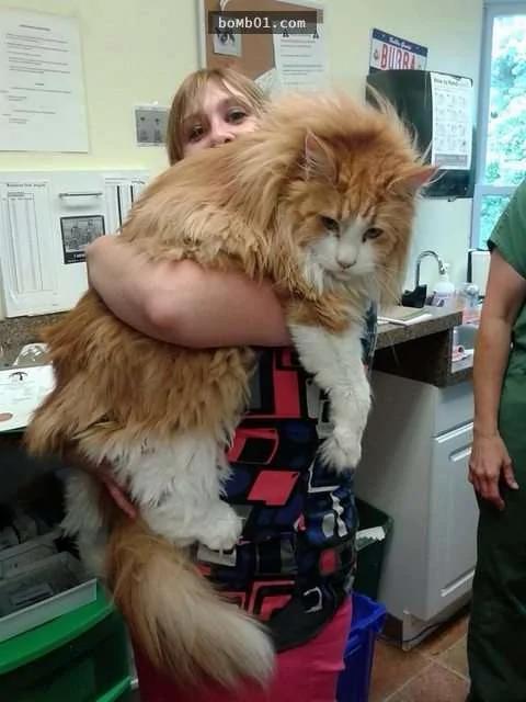 体型大到连主人都差点怀疑"是不是养了老虎"的大猫