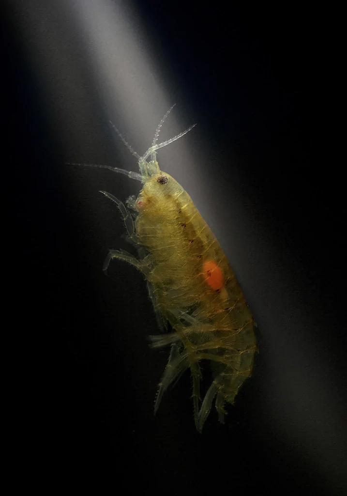 被寄生虫变成僵尸的昆虫:吸脑者钻出寄主身体