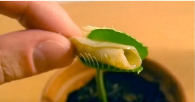 他拿各式各样东西喂食〝捕蝇草〞......结果让人难以想像!