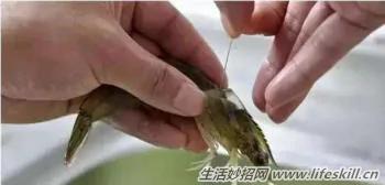 吃虾时如何去除虾线？