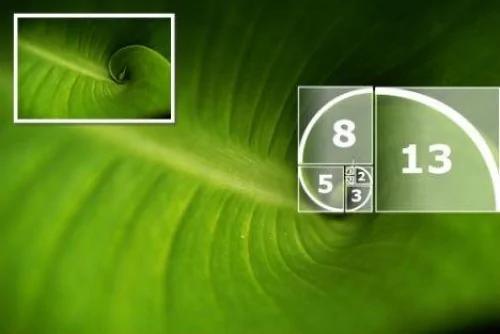自然界中鬼斧神工的黄金螺旋