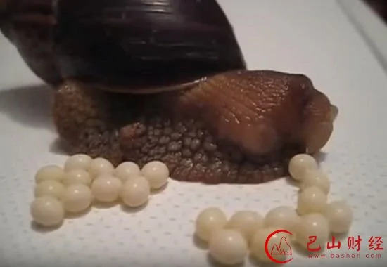 你见过蜗牛产卵吗？这部视频把人鸡皮疙瘩都吓出来了