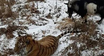 稀罕!动物园山羊和老虎同居 点击率过高致网站崩溃
