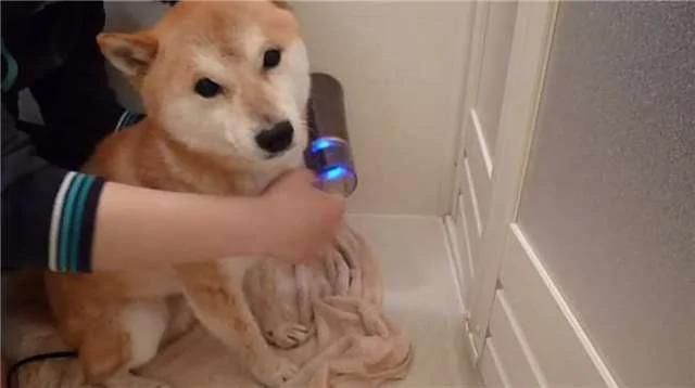 这只柴犬竟然乖到让主人这样帮牠洗澡!