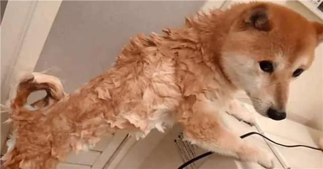 这只柴犬竟然乖到让主人这样帮牠洗澡!
