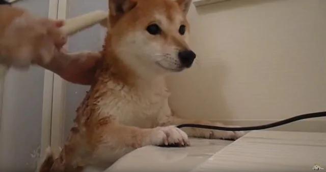 这只柴犬竟然乖到让主人这样帮牠洗澡!