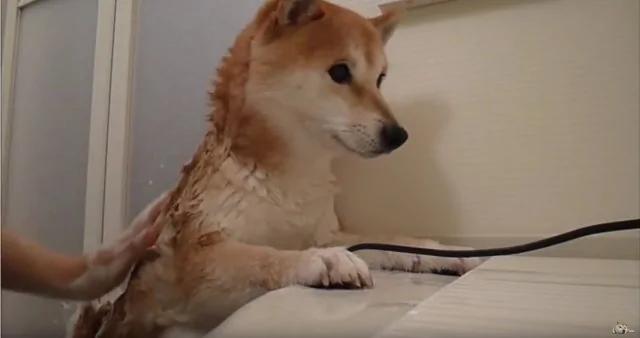 这只柴犬竟然乖到让主人这样帮牠洗澡!