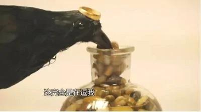 说谎课文教不出诚实品格