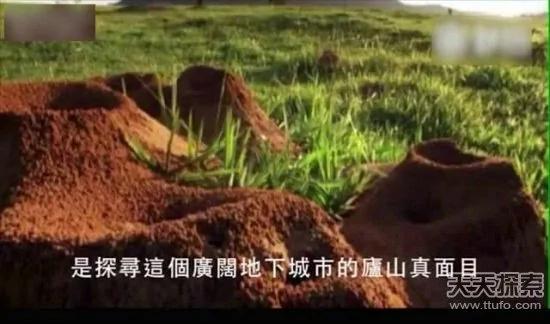 科学家向蚁窝灌4吨水泥 挖开后惊呆