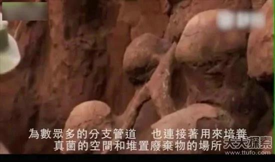 科学家向蚁窝灌4吨水泥 挖开后惊呆