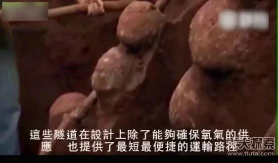 科学家向蚁窝灌4吨水泥 挖开后惊呆