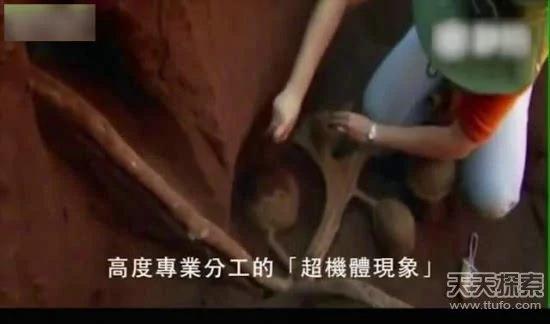 科学家向蚁窝灌4吨水泥 挖开后惊呆