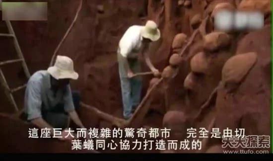 科学家向蚁窝灌4吨水泥 挖开后惊呆