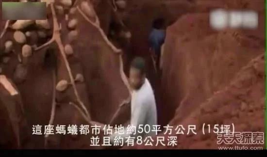 科学家向蚁窝灌4吨水泥 挖开后惊呆