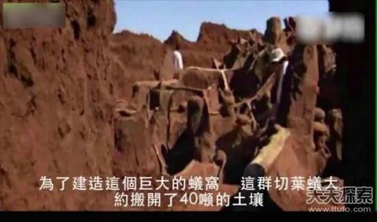 科学家向蚁窝灌4吨水泥 挖开后惊呆