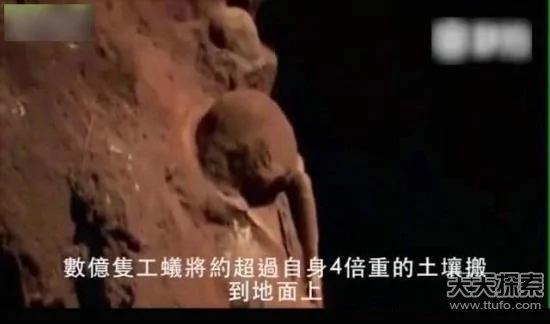 科学家向蚁窝灌4吨水泥 挖开后惊呆
