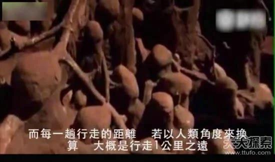 科学家向蚁窝灌4吨水泥 挖开后惊呆