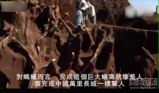 科学家向蚁窝灌4吨水泥 挖开后惊呆